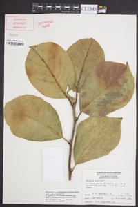 Magnolia soulangeana image