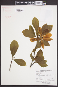 Magnolia × soulangeana image