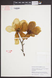 Magnolia × soulangeana image