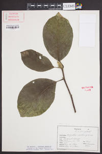 Magnolia × soulangeana image