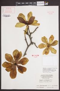 Magnolia soulangeana image
