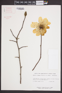 Magnolia stellata image