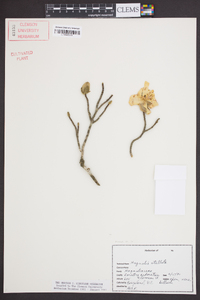 Magnolia stellata image