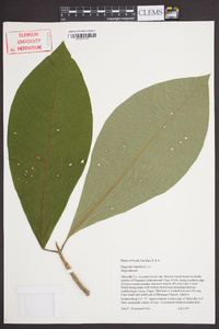 Magnolia tripetala image