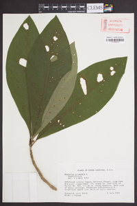 Magnolia tripetala image