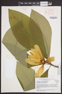 Magnolia tripetala image