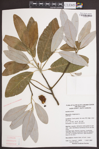 Magnolia virginiana image