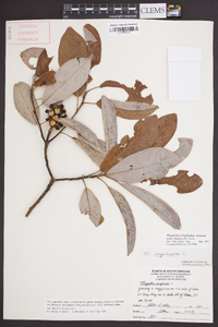 Magnolia virginiana image