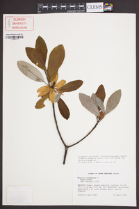 Magnolia virginiana image