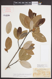 Magnolia virginiana image