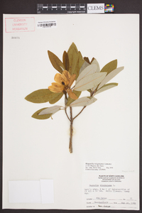 Magnolia virginiana image