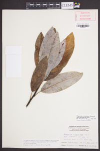 Magnolia virginiana image