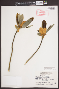 Magnolia virginiana image