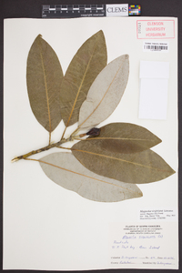 Magnolia virginiana image