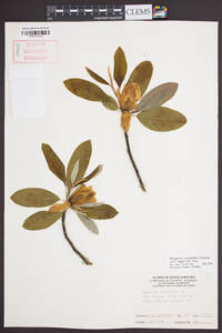 Magnolia virginiana image