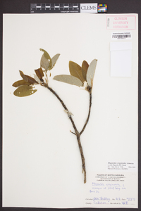 Magnolia virginiana image