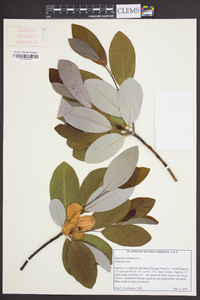 Magnolia virginiana image