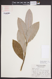 Magnolia virginiana image