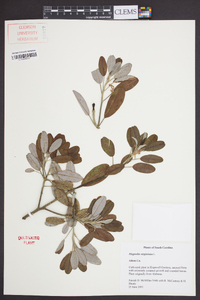 Magnolia virginiana image