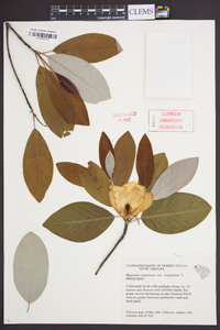 Magnolia virginiana var. virginiana image