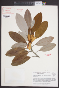 Magnolia virginiana var. australis image