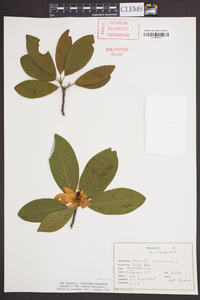 Magnolia virginiana image