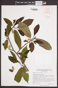 Magnolia zenii image