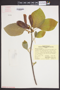 Magnolia acuminata image