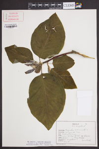 Magnolia acuminata image