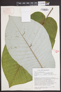 Magnolia dealbata image