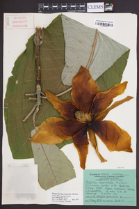 Magnolia macrophylla image