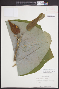 Magnolia macrophylla image