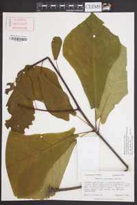 Magnolia pyramidata image