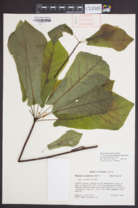 Magnolia pyramidata image