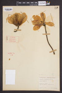 Magnolia obovata image