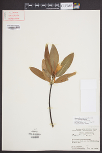 Magnolia virginiana image