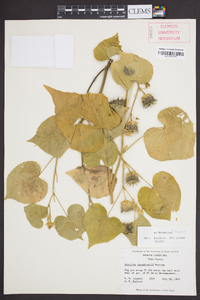 Abutilon theophrasti image