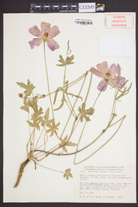 Callirhoe papaver image