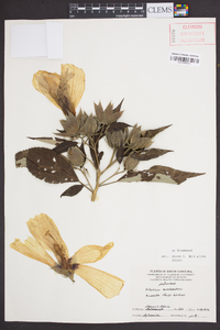 Hibiscus moscheutos image