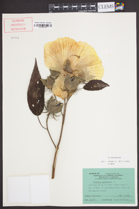 Hibiscus moscheutos image