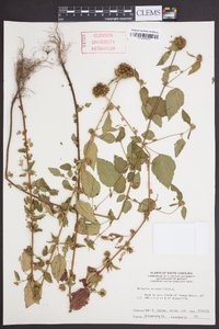 Melochia corchorifolia image