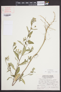 Sida rhombifolia image