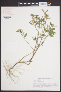 Sida rhombifolia image