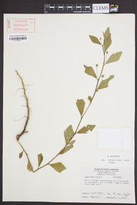 Sida rhombifolia image