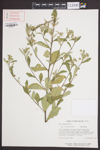 Sida rhombifolia image