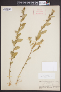 Sida rhombifolia image