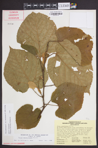 Tilia americana var. caroliniana image