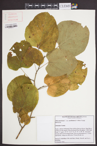 Tilia americana var. caroliniana image