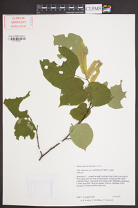 Tilia americana var. caroliniana image