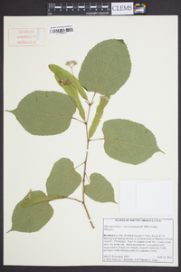 Tilia americana var. caroliniana image